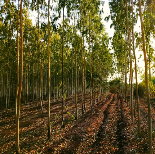 Tree Plantation